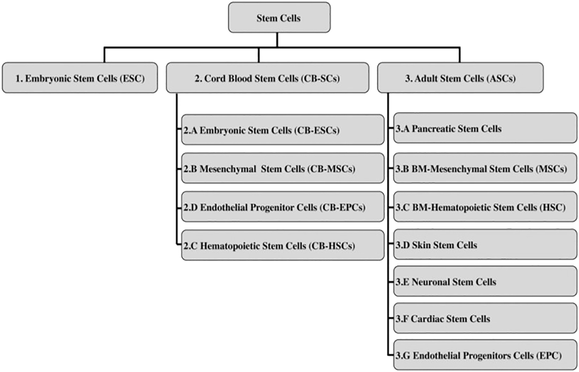 圖2:干細(xì)胞分類 圖2:干細(xì)胞分類