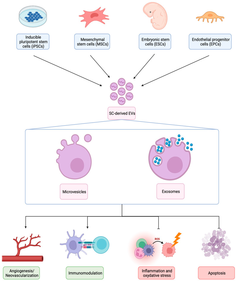 圖1:不同類型SC衍生EV的生物發(fā)生、結(jié)構(gòu)和治療機(jī)制