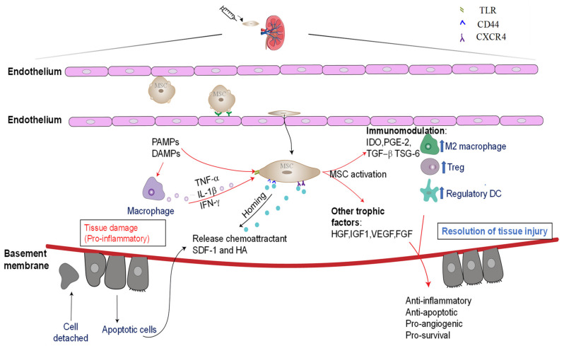 圖3：通過免疫調(diào)節(jié)和嗜性因子分泌介導(dǎo)的骨髓間充質(zhì)干細(xì)胞的腎臟保護(hù)作用。