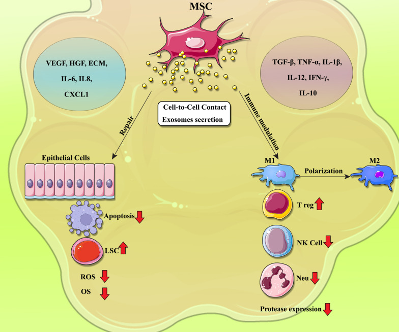 圖1:間充質(zhì)干細胞?(MSCs)?在COPD中調(diào)節(jié)炎癥和肺組織修復(fù)的機制 圖1:間充質(zhì)干細胞?(MSCs)?在COPD中調(diào)節(jié)炎癥和肺組織修復(fù)的機制