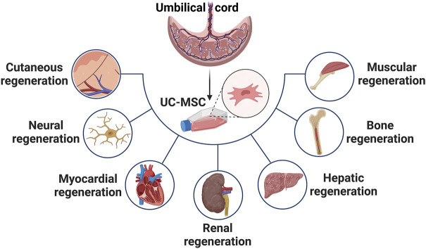 臍帶間充質(zhì)干細(xì)胞在治療皮膚、神經(jīng)、心肌、腎臟、肝臟、骨骼和肌肉功能障礙等多種疾病中的應(yīng)用
