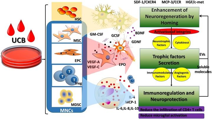 臍帶血主要細(xì)胞成分對腦性癱瘓的治療作用及相關(guān)機(jī)制? 臍帶血主要細(xì)胞成分對腦性癱瘓的治療作用及相關(guān)機(jī)制?