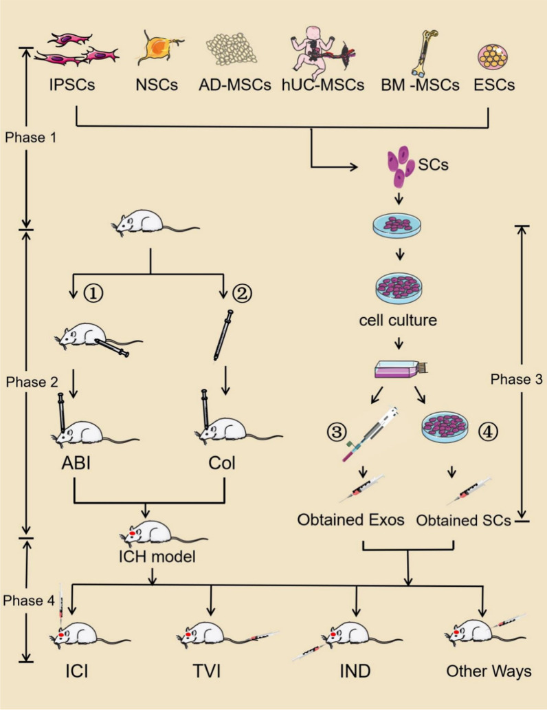干細(xì)胞和干細(xì)胞衍生的外泌體用于治療腦出血小鼠 圖1:干細(xì)胞和干細(xì)胞衍生的外泌體用于治療腦出血小鼠