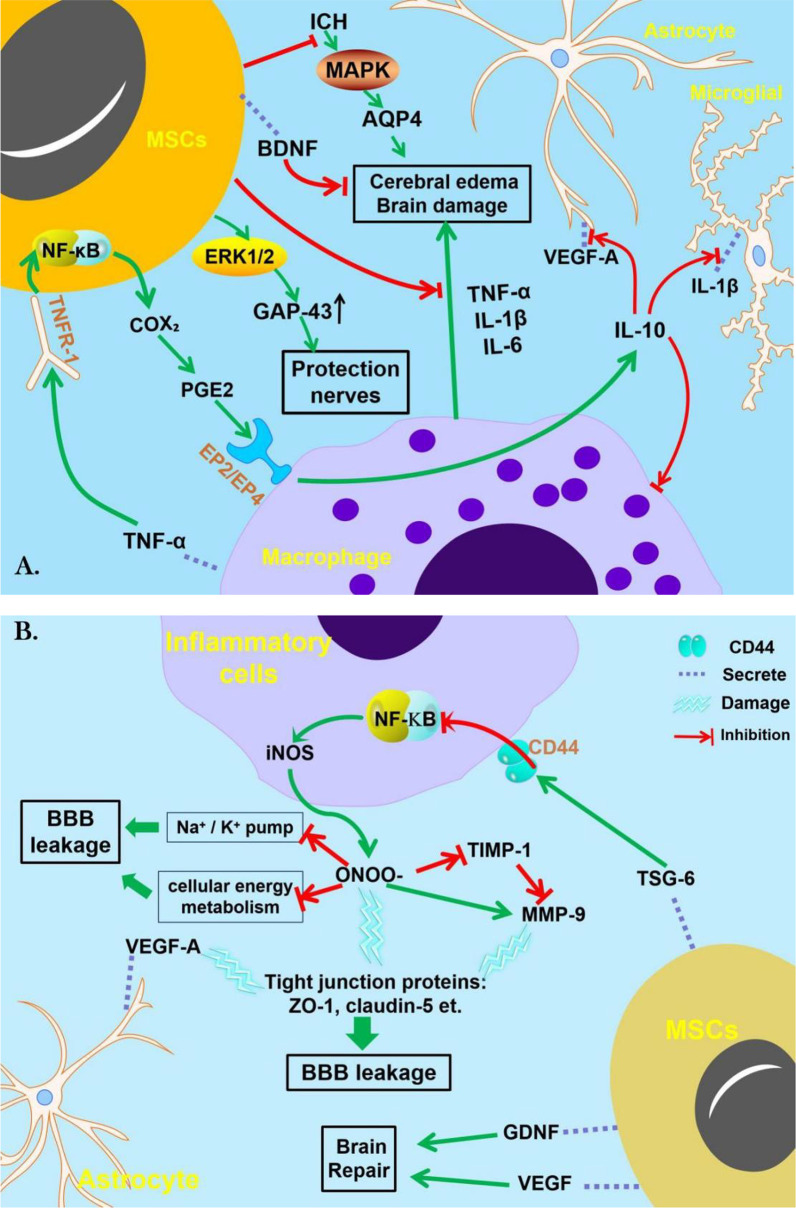 間充質(zhì)干細(xì)胞治療腦出血的機(jī)制 圖2:間充質(zhì)干細(xì)胞治療腦出血的機(jī)制。