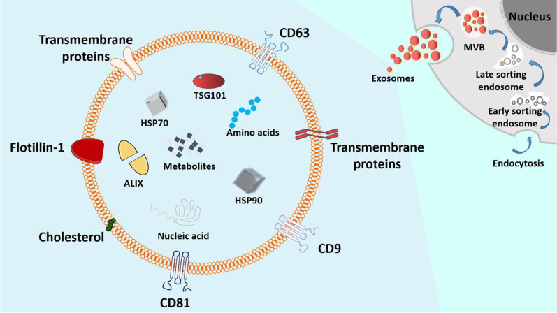 外泌體的分泌過程和基本結(jié)構(gòu) 圖3:外泌體的分泌過程和基本結(jié)構(gòu)