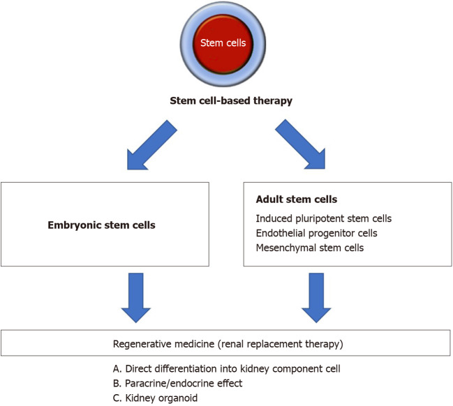 圖1：間充質(zhì)干細胞治療腎病疾病的概述。