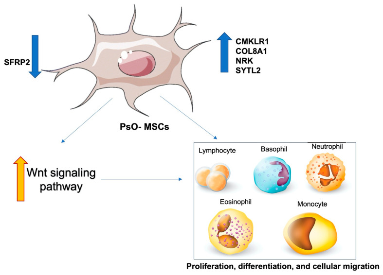 圖4:PsO-MSCs與免疫細(xì)胞的關(guān)系 圖4:PsO-MSCs與免疫細(xì)胞的關(guān)系