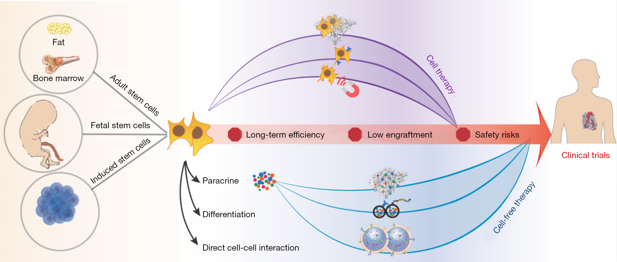 圖1：加速干細(xì)胞療法臨床轉(zhuǎn)化的生物工程策略。
