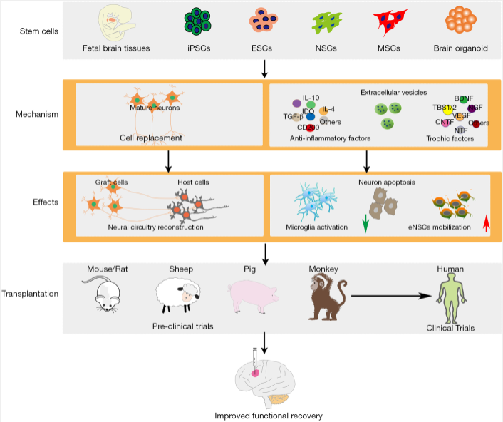 圖1：干細(xì)胞類型及治療缺血性腦損傷的治療機(jī)制。
