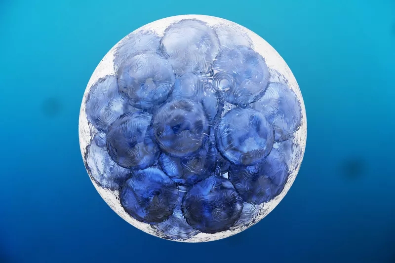 什么是組織干細(xì)胞？