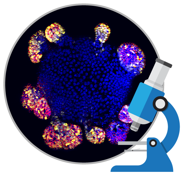 消除所謂的干細(xì)胞療法是真的包治百病的神話！