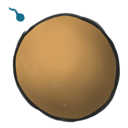 1. 人類(lèi)卵子受精。