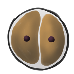 2. 卵子開(kāi)始分裂產(chǎn)生新的細(xì)胞。