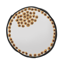 4. 細(xì)胞分為內(nèi)部團(tuán)塊和外部團(tuán)塊。內(nèi)部細(xì)胞可以作為干細(xì)胞收獲。