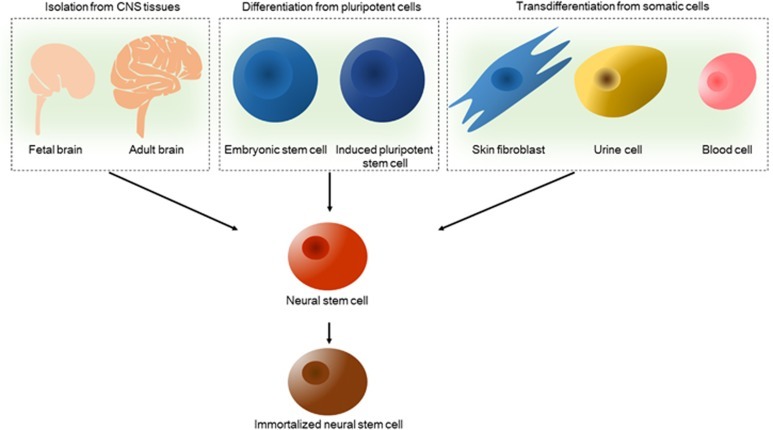 神經(jīng)干細(xì)胞的來(lái)源 圖2:神經(jīng)干細(xì)胞的來(lái)源