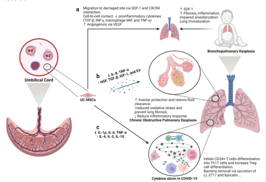 間充質(zhì)干細(xì)胞是治療肺部疾病的良好候選者 間充質(zhì)干細(xì)胞是治療肺部疾病的良好候選者