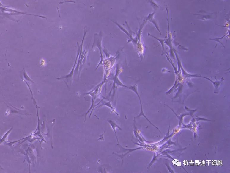 可能的腎臟干細胞，在實驗室中生長