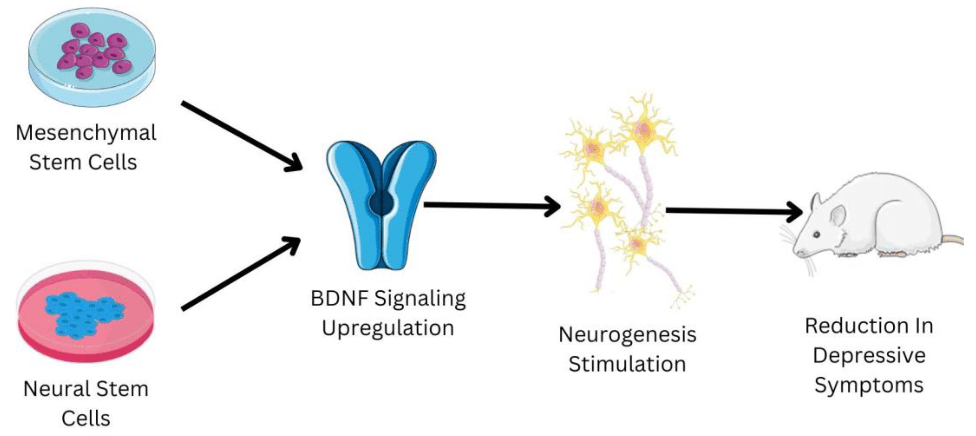 間充質(zhì)干細(xì)胞和神經(jīng)干細(xì)胞在抑郁癥治療中的作用