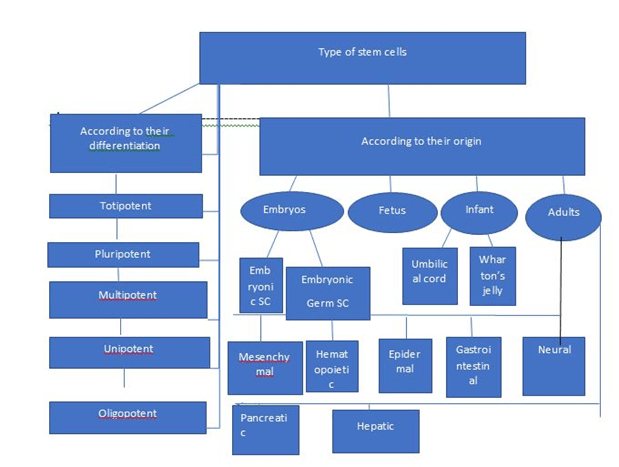 圖1:干細(xì)胞的分類