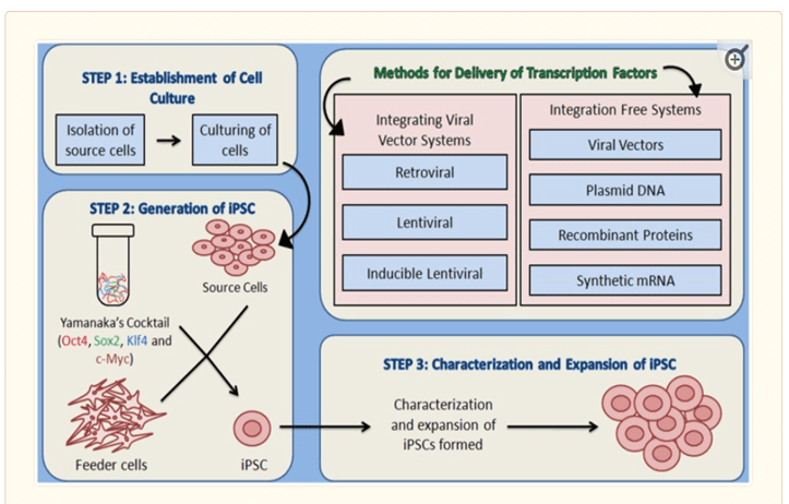 圖2:iPSC的生成過程