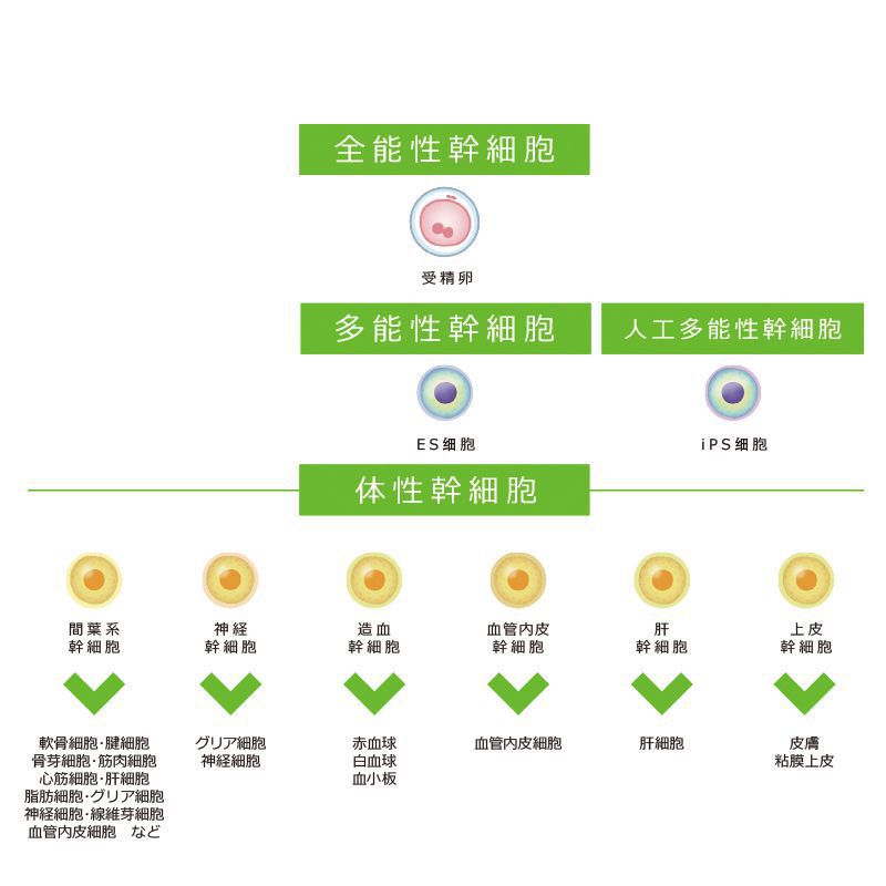 干細(xì)胞的種類(lèi) 干細(xì)胞的種類(lèi)