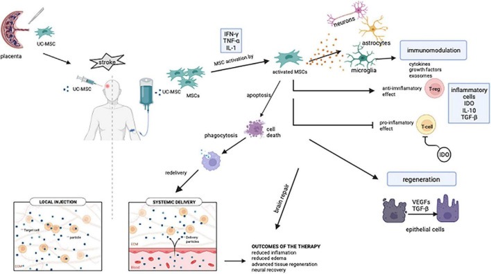 圖1:靜脈內(nèi)間充質(zhì)干細(xì)胞介導(dǎo)的免疫調(diào)節(jié)和組織恢復(fù)的潛在機(jī)制 圖1:靜脈內(nèi)間充質(zhì)干細(xì)胞介導(dǎo)的免疫調(diào)節(jié)和組織恢復(fù)的潛在機(jī)制