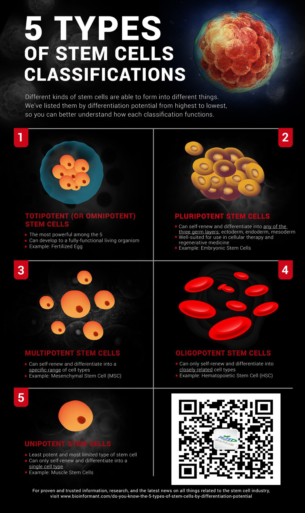 不同類型的干細(xì)胞-|--你知道5種干細(xì)胞嗎 不同類型的干細(xì)胞 | 你知道5種干細(xì)胞嗎