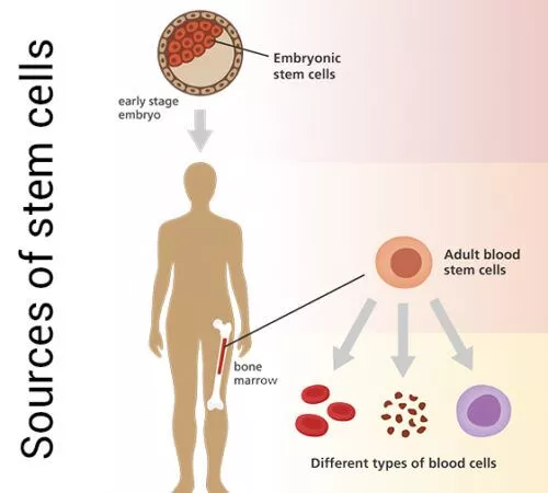干細胞的來源是什么