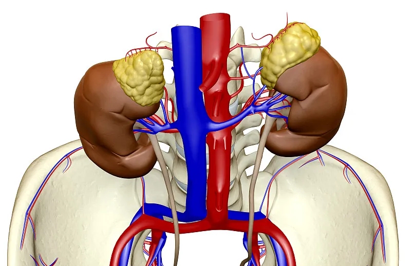 為什么要選擇干細(xì)胞治療而不是腎移植？