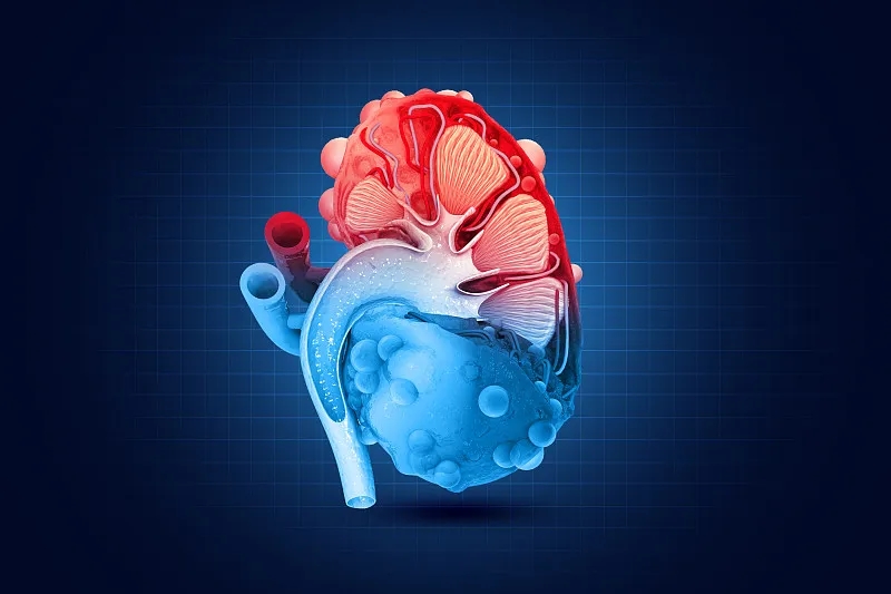 間充質(zhì)干細(xì)胞治療腎臟疾病克服這四大挑戰(zhàn)丨將迎來(lái)新的曙光 間充質(zhì)干細(xì)胞治療腎臟疾病克服這四大挑戰(zhàn)丨將迎來(lái)新的曙光