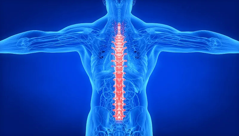 間充質(zhì)干細(xì)胞治療脊髓損傷：目前的進(jìn)展和未來的前景