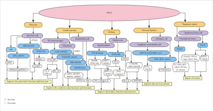 圖1：MSCs在個(gè)體靶組織或細(xì)胞中調(diào)節(jié)不同的信號(hào)通路，進(jìn)而調(diào)節(jié)細(xì)胞因子的分泌水平，最終改善靶組織的功能和結(jié)構(gòu)。