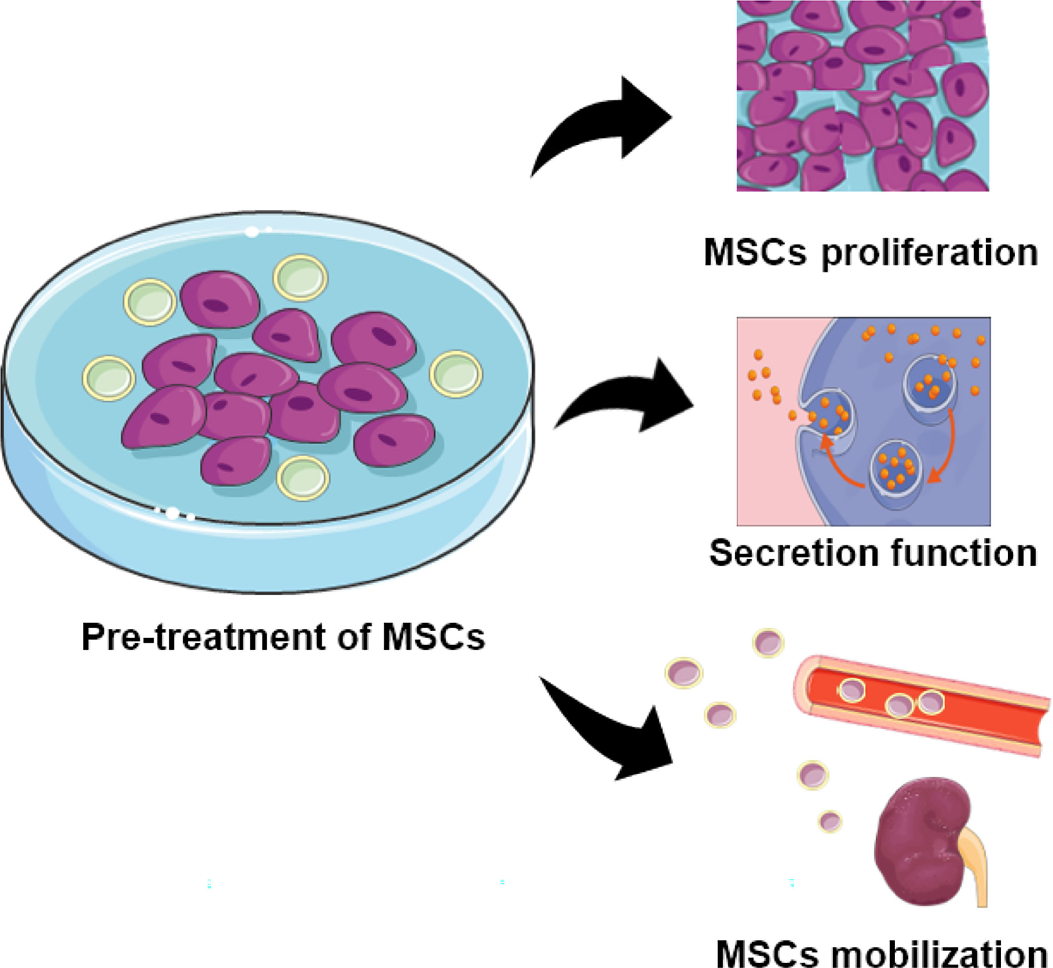 圖2：用特定物質(zhì)預(yù)處理的MSCs的功能。預(yù)處理的MSC表現(xiàn)出增強(qiáng)的增殖、分泌和定位能力