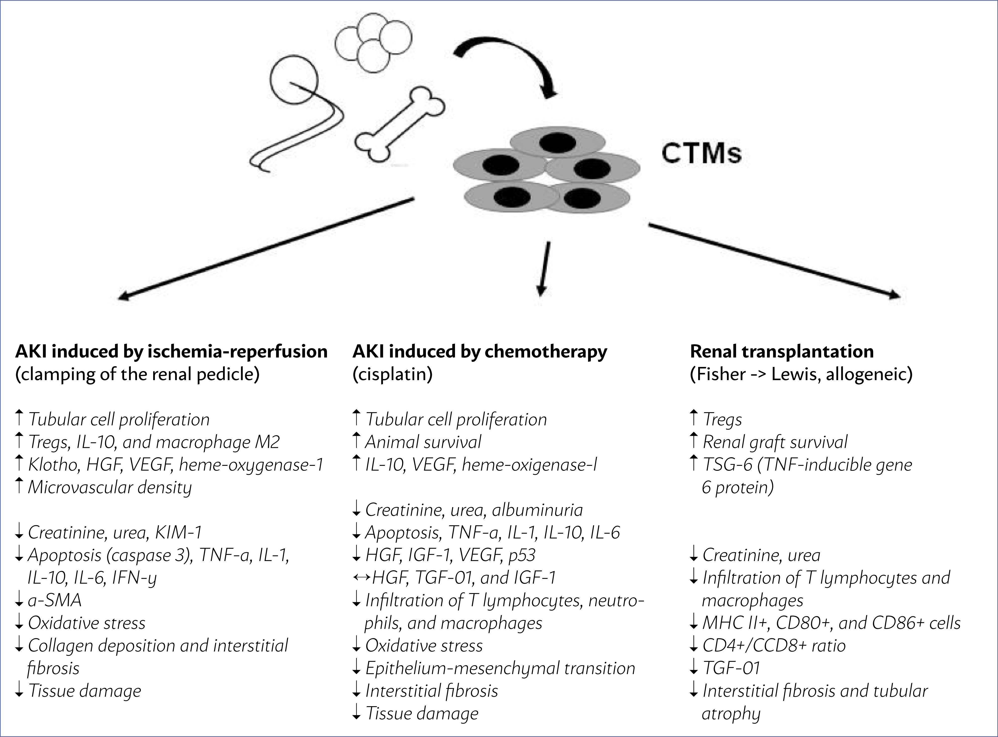 圖1：從骨髓、脂肪組織和臍帶中提取的間充質(zhì)干細(xì)胞在幾種AKI模型中通過腎蒂鉗夾缺血再灌注、化療（順鉑）和腎移植的主要作用。