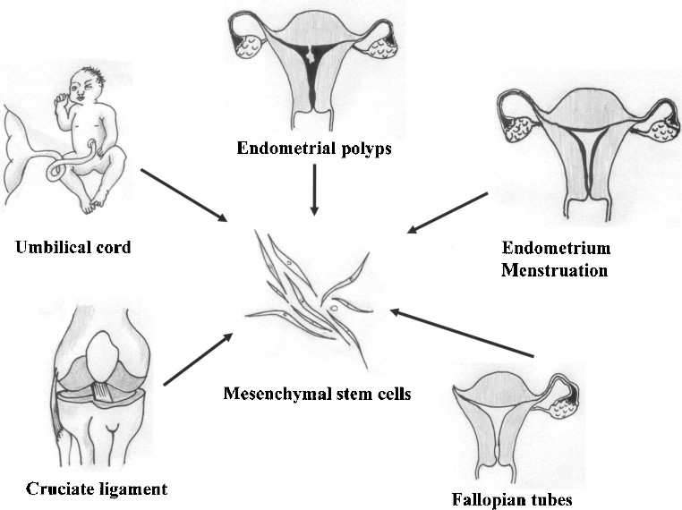 圖1。各種新的MSC來源。細(xì)胞經(jīng)過分離培養(yǎng)，可分化為三個胚層用于移植