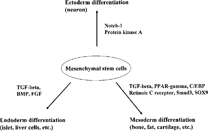 圖3：各種途徑對MSCs分化的影響。MSCs可以通過不同的細(xì)胞因子和途徑分化形成不同的譜系。