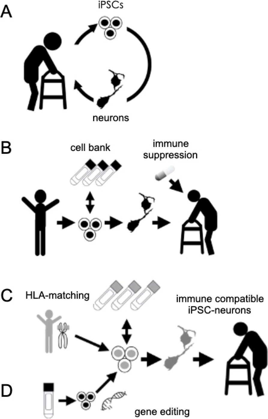 干細(xì)胞療法的模式 干細(xì)胞療法的模式