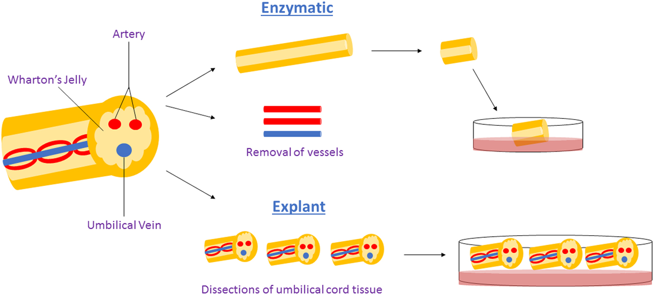 圖1：用于獲得WJ-MSCs沃頓氏膠質(zhì)間充質(zhì)干細胞的酶法與外植體法。