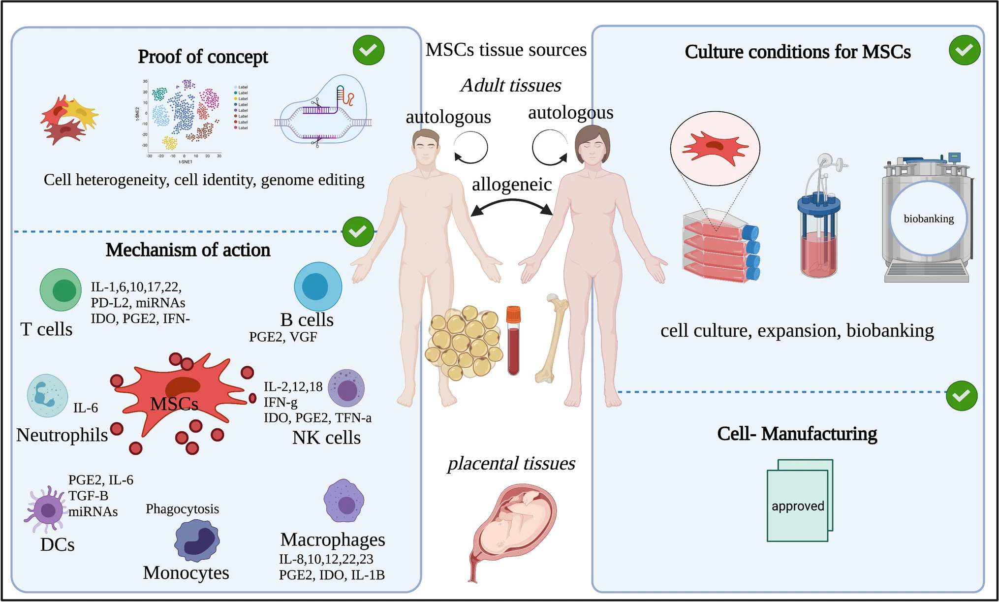 圖1：間充質(zhì)干細(xì)胞的來(lái)源和四個(gè)重點(diǎn)領(lǐng)域的示意圖。