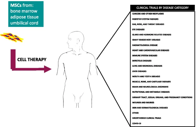 間充質(zhì)干細(xì)胞的臨床試驗呈指數(shù)增長：近六年來進(jìn)展如何？