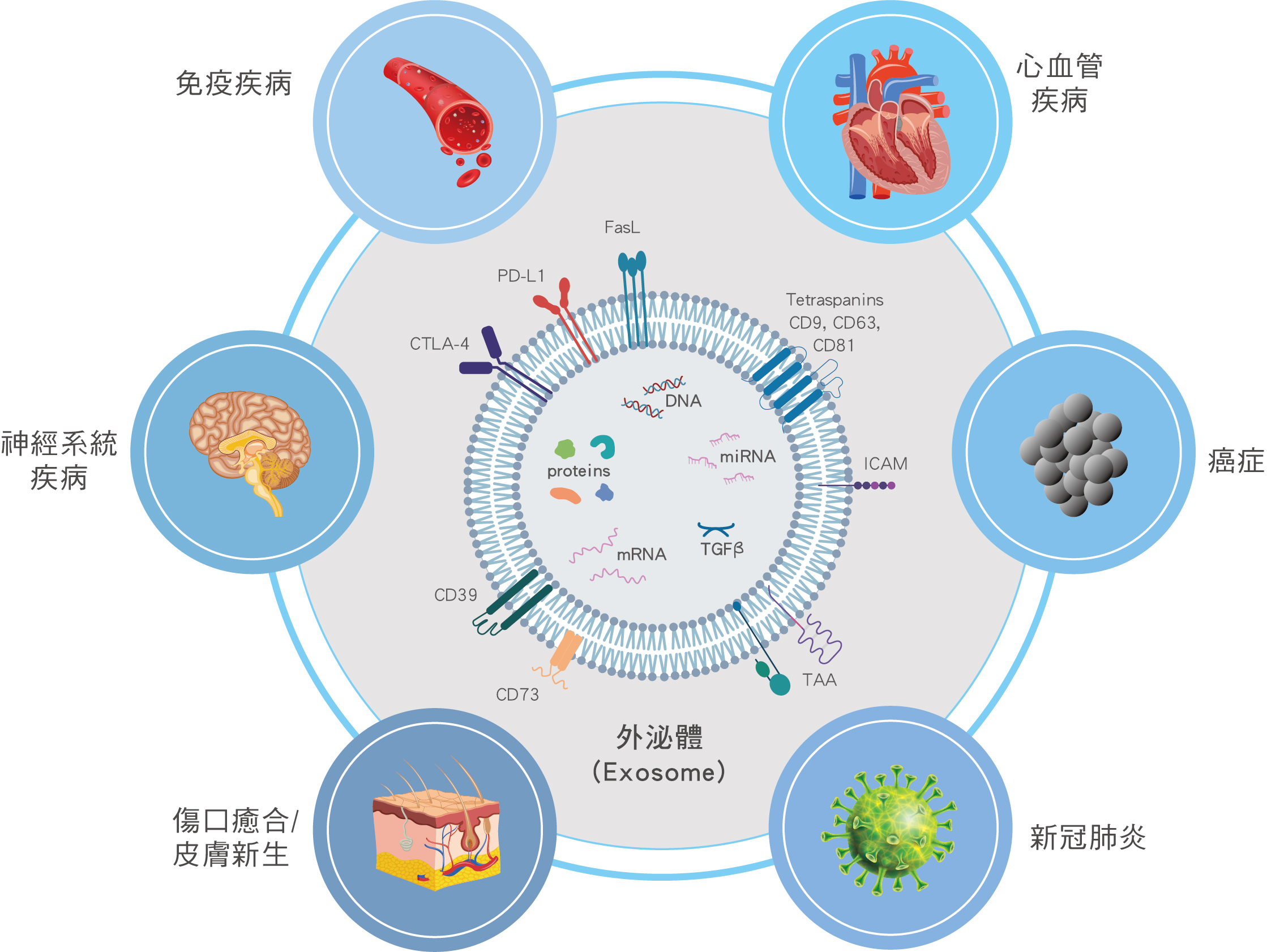 外泌體(Exosome)的臨床應(yīng)用 外泌體(Exosome)的臨床應(yīng)用