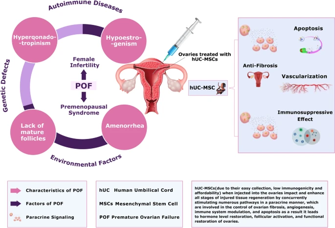 間充質(zhì)干細胞治療卵巢早衰的治療潛力
