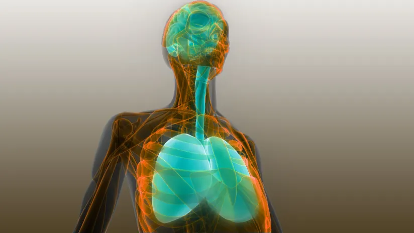 人體器官肺和腦解剖學(xué)。