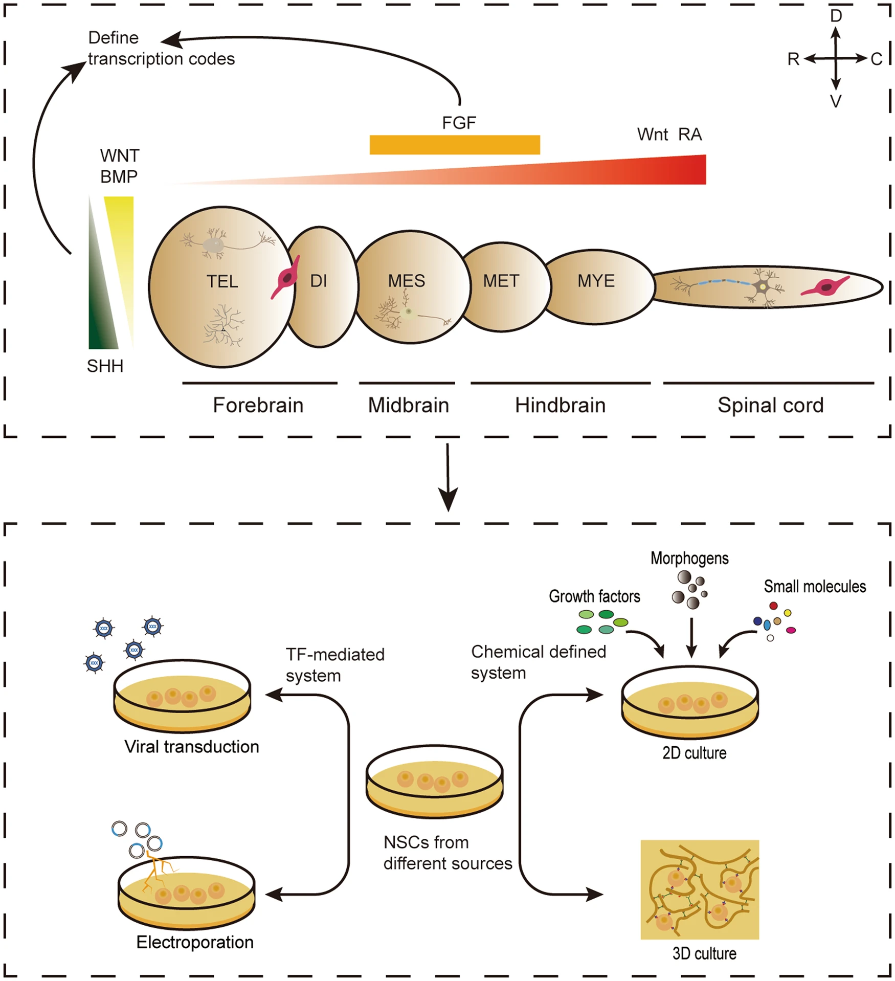 圖3：神經(jīng)譜系亞型規(guī)范的神經(jīng)發(fā)育原理，指導(dǎo)不同來源的NSC在體外定向分化。