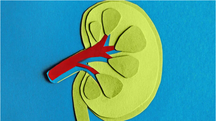 慢性腎臟病 (CKD) 的癥狀、分期和治療方法