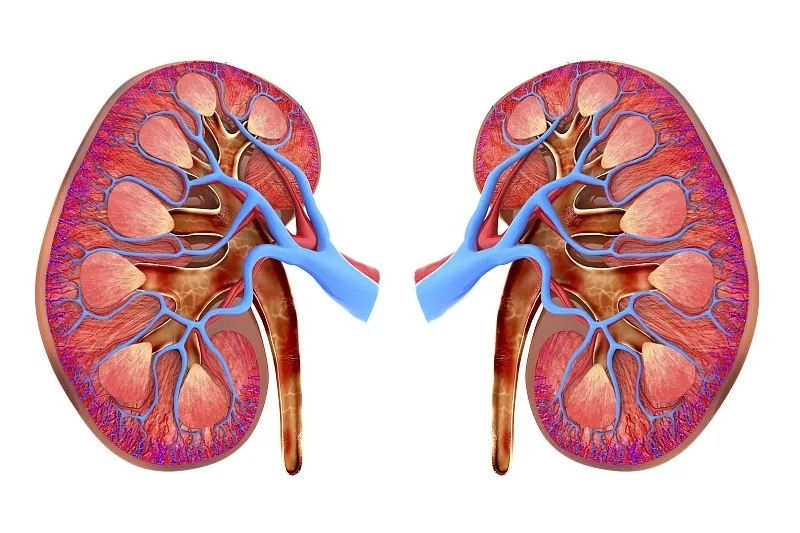 河北醫(yī)藥:傳統(tǒng)療法配合干細胞移植治療糖尿病腎病的效果 河北醫(yī)藥:傳統(tǒng)療法配合干細胞移植治療糖尿病腎病的效果