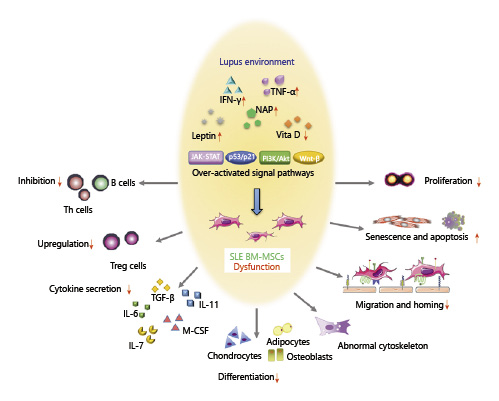 SLE中BM-MSC的功能障礙。來自狼瘡小鼠或患者的BM-MSC表現(xiàn)出遷移、增殖、分化和免疫調(diào)節(jié)能力受損，并且衰老加劇。SLE中體內(nèi)炎癥環(huán)境異常以及JAK-STAT、p53/p21、PI3K/Akt、Wnt/beta-catenin等信號(hào)通路的異?？赡芘cBM-MSCs的缺陷有關(guān)。