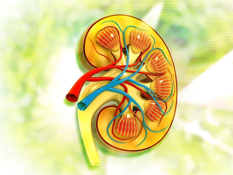 關(guān)于第3期腎病，您應(yīng)該知道的一切