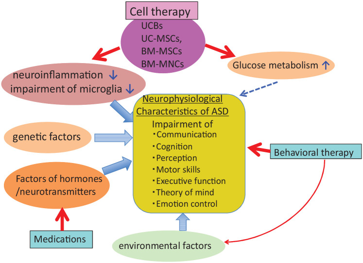 圖1：ASD的病理生理學和治療。