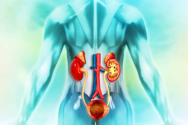 間充質(zhì)干細胞治療可改善腎衰竭和腎結(jié)石多發(fā)性發(fā)作 間充質(zhì)干細胞治療可改善腎衰竭和腎結(jié)石多發(fā)性發(fā)作